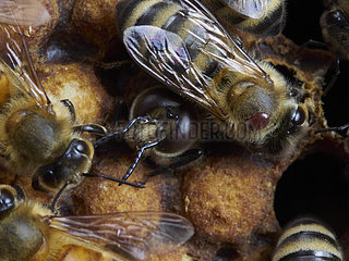 Honey bee (Apis mellifera) - The birth of drones in the brood surrounded by nurse bees. A parasite  the varroa destructor  is on one of the nurses. The varroa often use the drones' cells to raise their offspring.