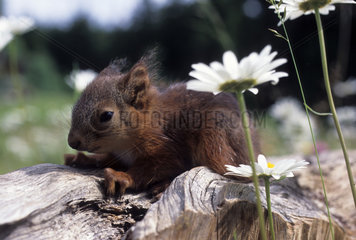 Young red squirel