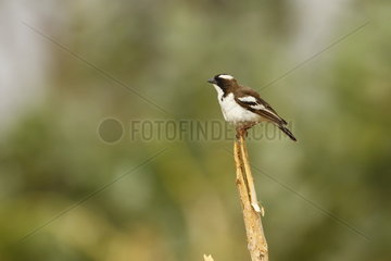 White-browed Sparrow-weaver (Plocepasser mahali)  Samburu  Kenya