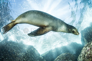 California sea lion  (Zalophus californianus)  Los Islotes  Sea of Cortez  Baja California  Mexico  East Pacific Ocean