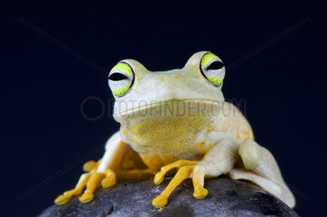 Emerald-eyed tree frog (Hypsiboas crepitans)  Brazil