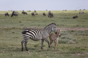 Burchell's Zebra and young - Serengeti Tanzania