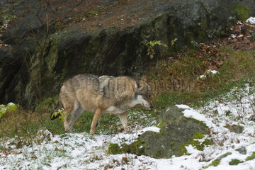 Gray wolf (Canis lupus)  Bavarian Forest National Park  Bavaria  Germany.