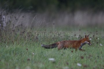 Rote Fuchsjagd Lorraine Regionaler Naturalpark Frankreich