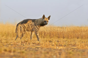 Striped Hyena walking in the savannah - Blackbuck NP India