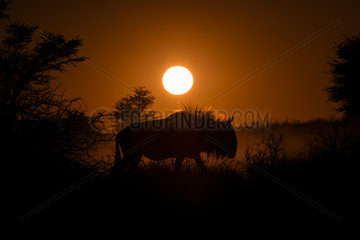 Blue Wildebeest (Connochaetes taurinus) walking on dune at sunrise  Kgalagadi  South Africa