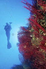 Photographer diver close to a red Gorgonian France