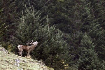 Male Red Deer belling in october in the Pyrenees France