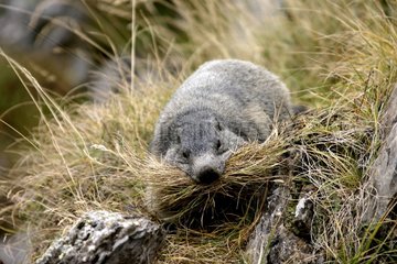Alpine marmot bringing dry herbs in its burrow Pyrenees