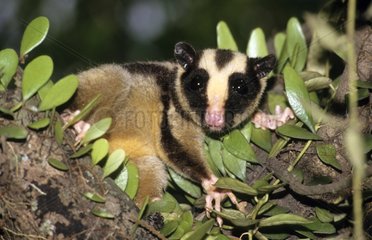 Striped Possum in tree branches Irian Jaya Province