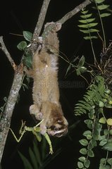 Slow Loris eating a Stick insect at night Sumatra Indonesia