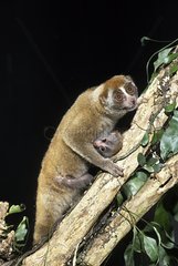 Slow Loris and young by night Sumatra Indonesia