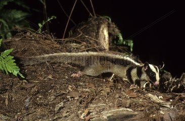 Striped Possum climbing at a tree trunk Irian Jaya