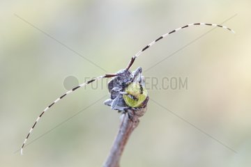 Siberian timberman beetle on branch - Serra do Courel Spain