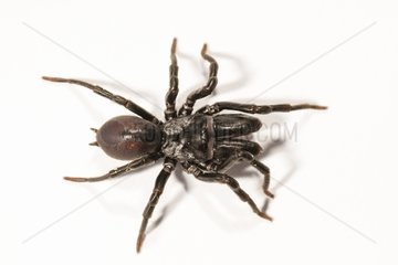 Purse Web Spider on white background