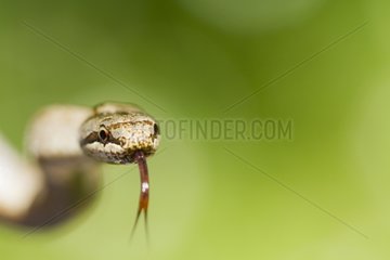 Portrait of a Smooth Snake tongue out - Alsace France