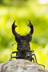 Stag Beetle male in defense posture - France