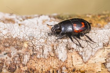 Hister Beetle on a branch - Alsace France