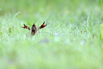 Red Swamp Crayfish on swamp - Prairie Fouzon France
