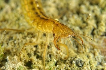 Great Diving Beetle larva in a pool - Prairie Fouzon France
