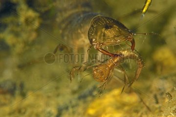 Diving Beetle captured by a Diving Beetle - Prairie Fouzon
