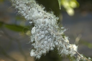 Wooly Aphids New York USA