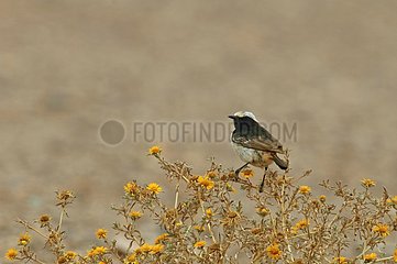 Red-rumped Wheater in the area of Guelmin Morocco