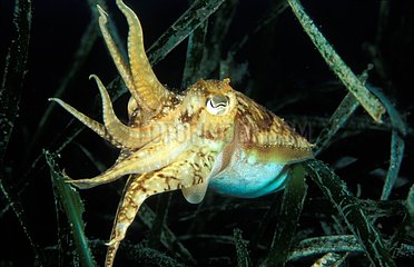 Cuttlefish in defensive posture in marine herbarium the Mediterranean