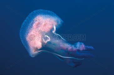 Mauve stinger jellyfish in full water Mediterranean