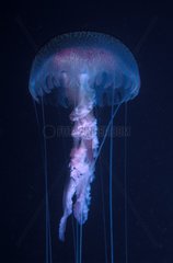 Mauve stinger jellyfish and her irritant drag Mediterranean