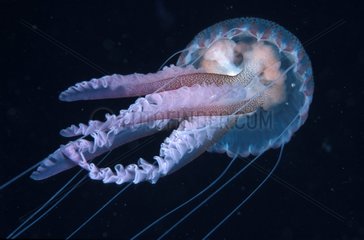 Irritant filaments of Mauve stinger jellyfish Mediterranean