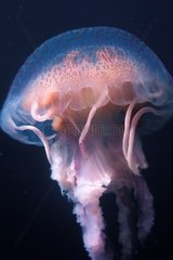 Mauve stinger jellyfish with the full gonads Mediterranean