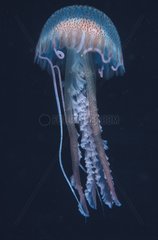 Mauve stinger jellyfish and irritant filaments Mediterranean