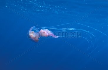 Mauve stinger jellyfish close the top of water Mediterranean