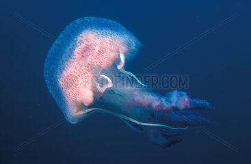 Mauve stinger jellyfish Mediterranean