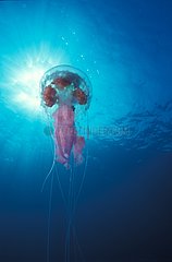 Mauve stinger jellyfish under surface of water Mediterranean
