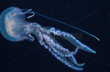 Mauve stinger jellyfish Egypt