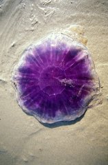 Jellyfish failed on a beach of Bretagne France