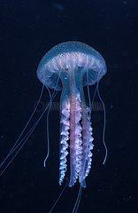 Mauve stinger jellyfish and irritant filaments Mediterranean