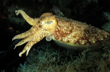 Common Cuttlefish France