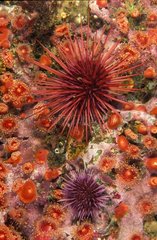Giant Red Sea Urchin's polymorphism California USA