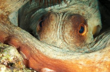 Face to face with an Octopus in a cavity France