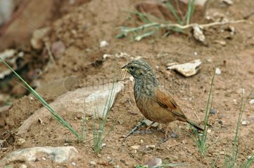 House Bunting female building its nest Anti Atlas Morocco