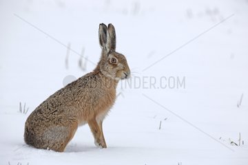 European hare sitting in the snow GB