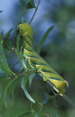 Frankreich-Mort Sphinx Caterpillar