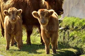 Calves Highland - Scotland