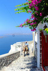 Steep alley on the island of Santorini in the Cyclades. The donkey or the mule is often the only means of transporting material through narrow and steep streets in the villages of the Cyclades  Greece.