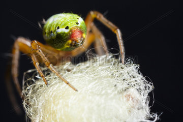 Cucumber Green Spider weaving a cocoon - France
