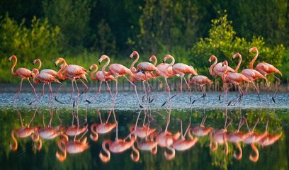 Group of the Caribbean flamingo standing in water with reflections