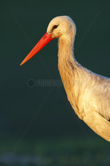 Portrait of White Stork - Spain